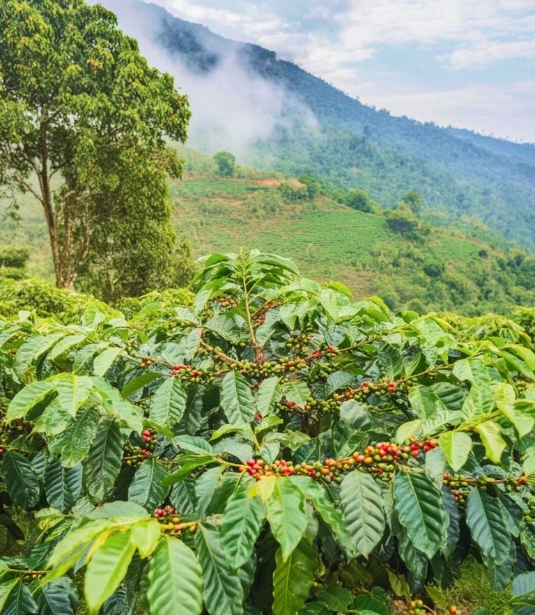 Coffee and the magic of India