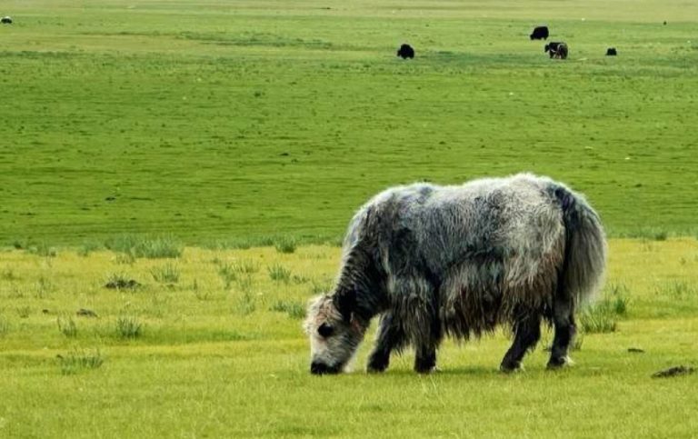 Yaks on a summer day in the Arkhangai steppe